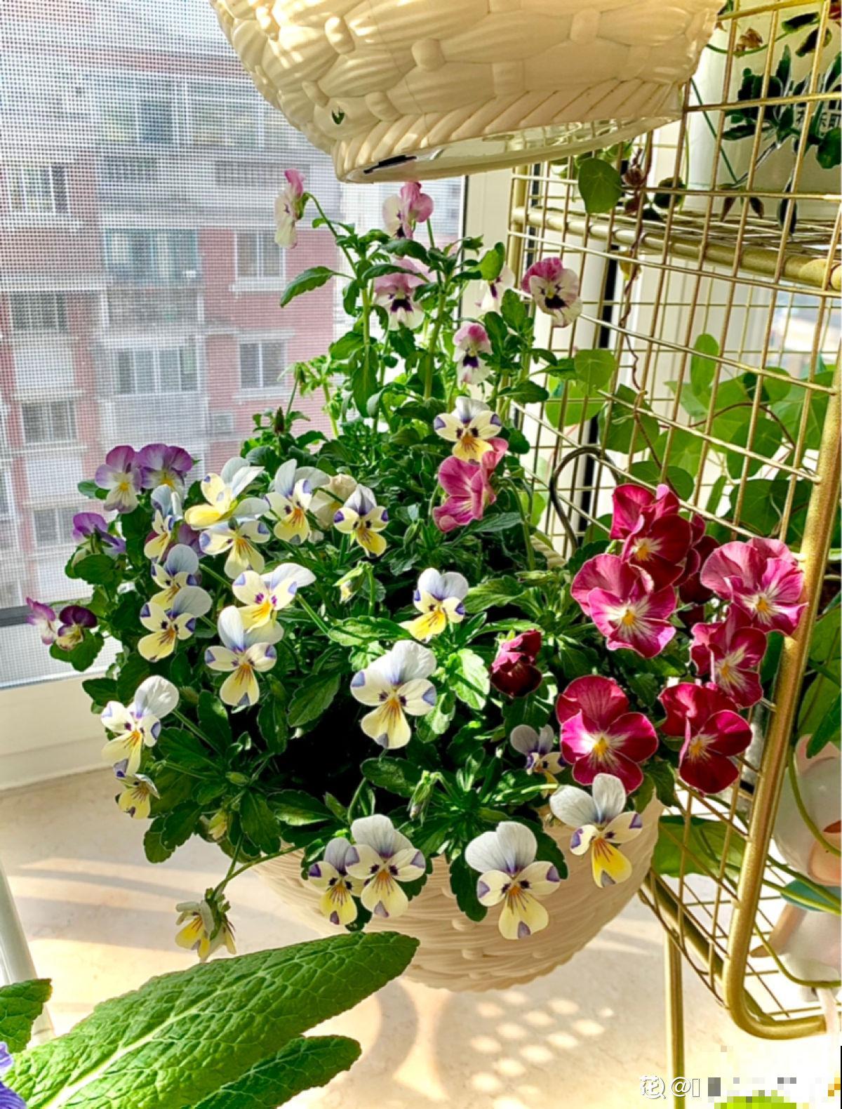 花朵中的“爆花机器”，初秋正是生长旺季，越“掐”花越多