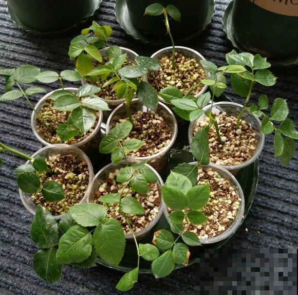 立秋后，7种花要扦插，满盆开花结果子