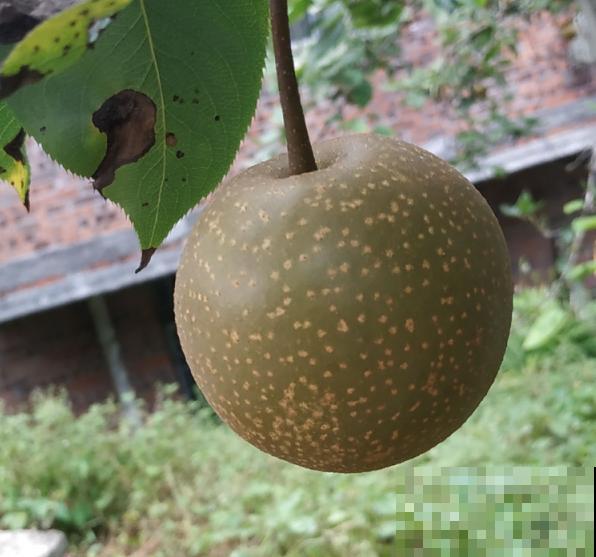 进入8月，梨树要注意3要点，养好了明年大丰收