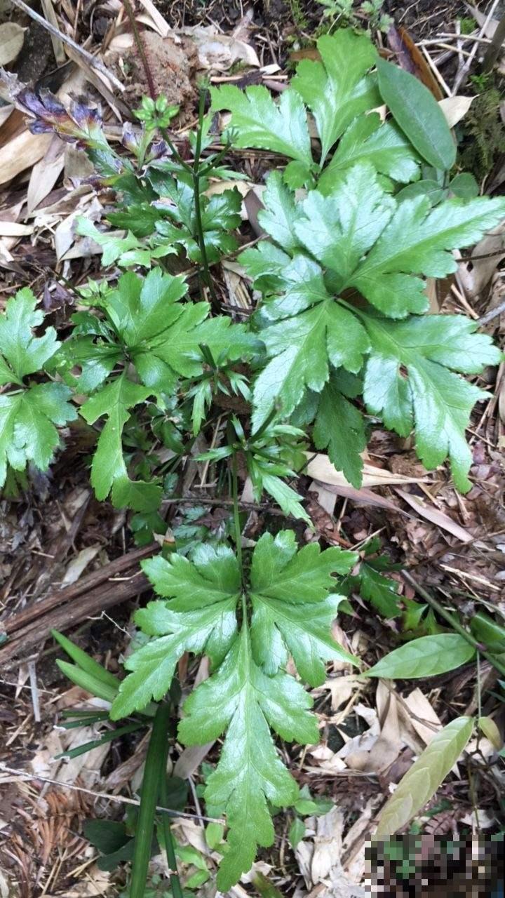老中医爱养的60种植物，图文并茂特详细，种一盆养人养身心