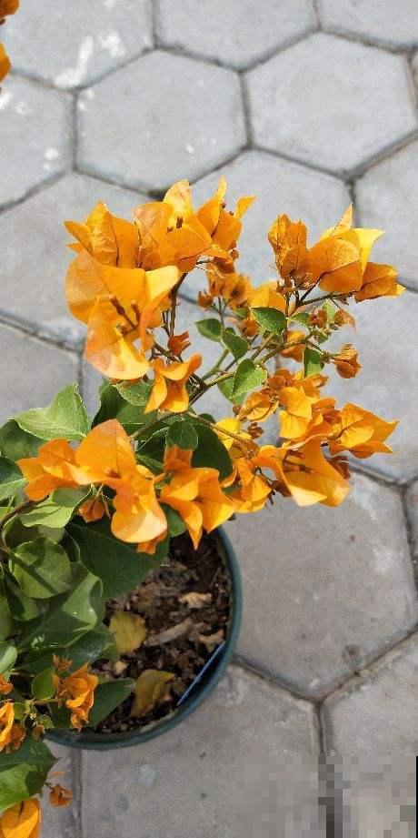 耐旱皮实的三角梅，一年能开大半年，真怕累坏它