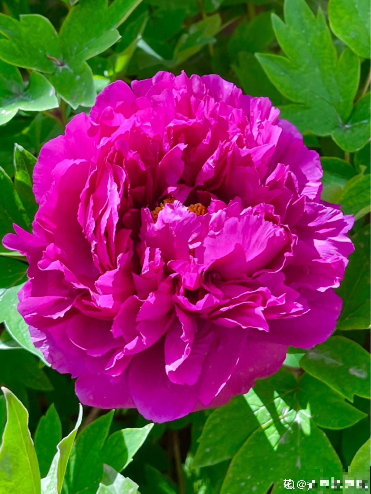 80种常见植物图解，出门识花不求人，倍儿有面子