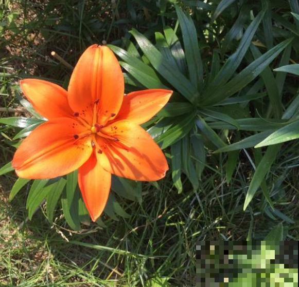 秋天喝点“滋润汤”,滋润身心,秋天不燥 秋天喝点“滋润汤”,滋润身心,秋天不燥