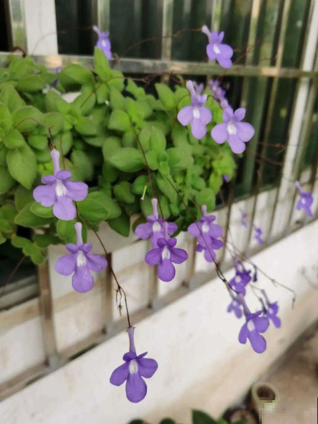 家里光照不足，就养这2种精灵花，耐阴花期长，皮实好养