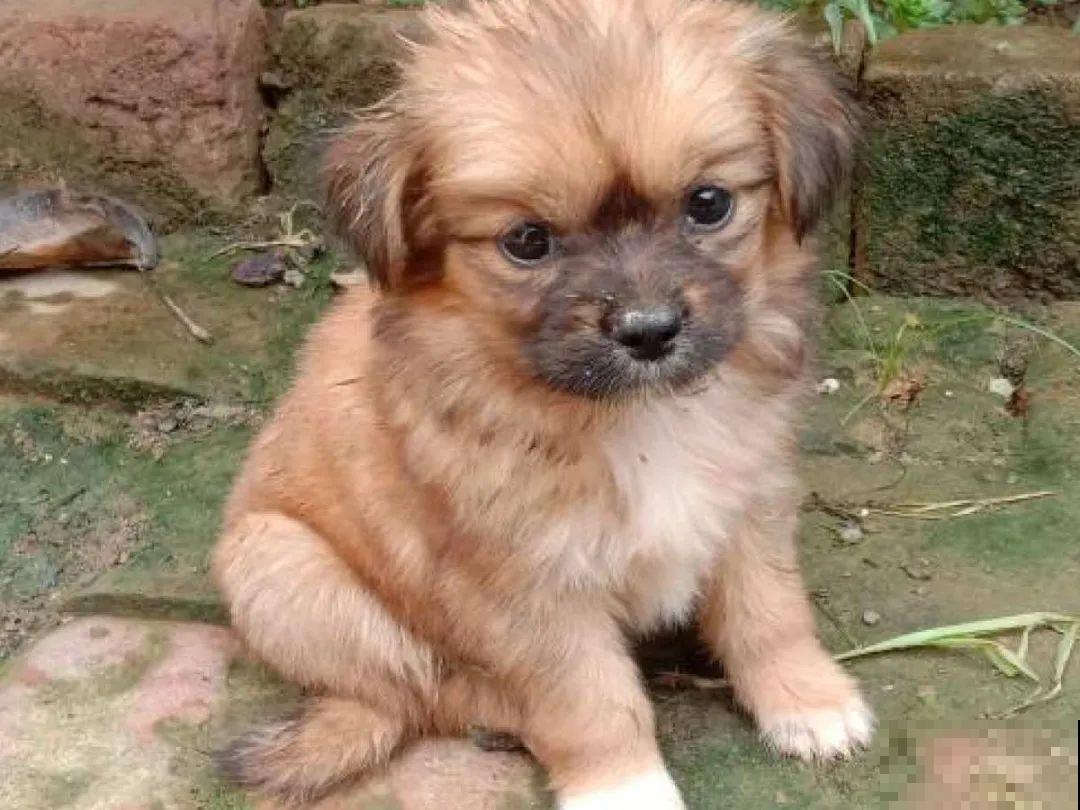 男子追在大象后，捡一筐大象粪，居然是为了养花