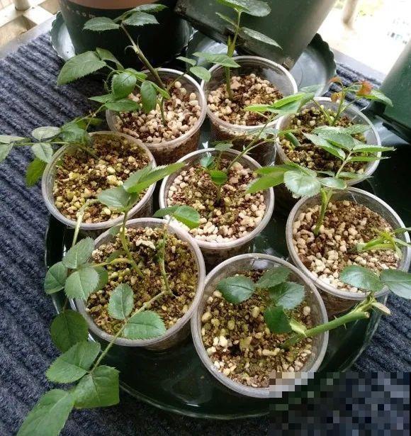 6月份扦插，选好合适的植物品种，沾土、泡水都能活