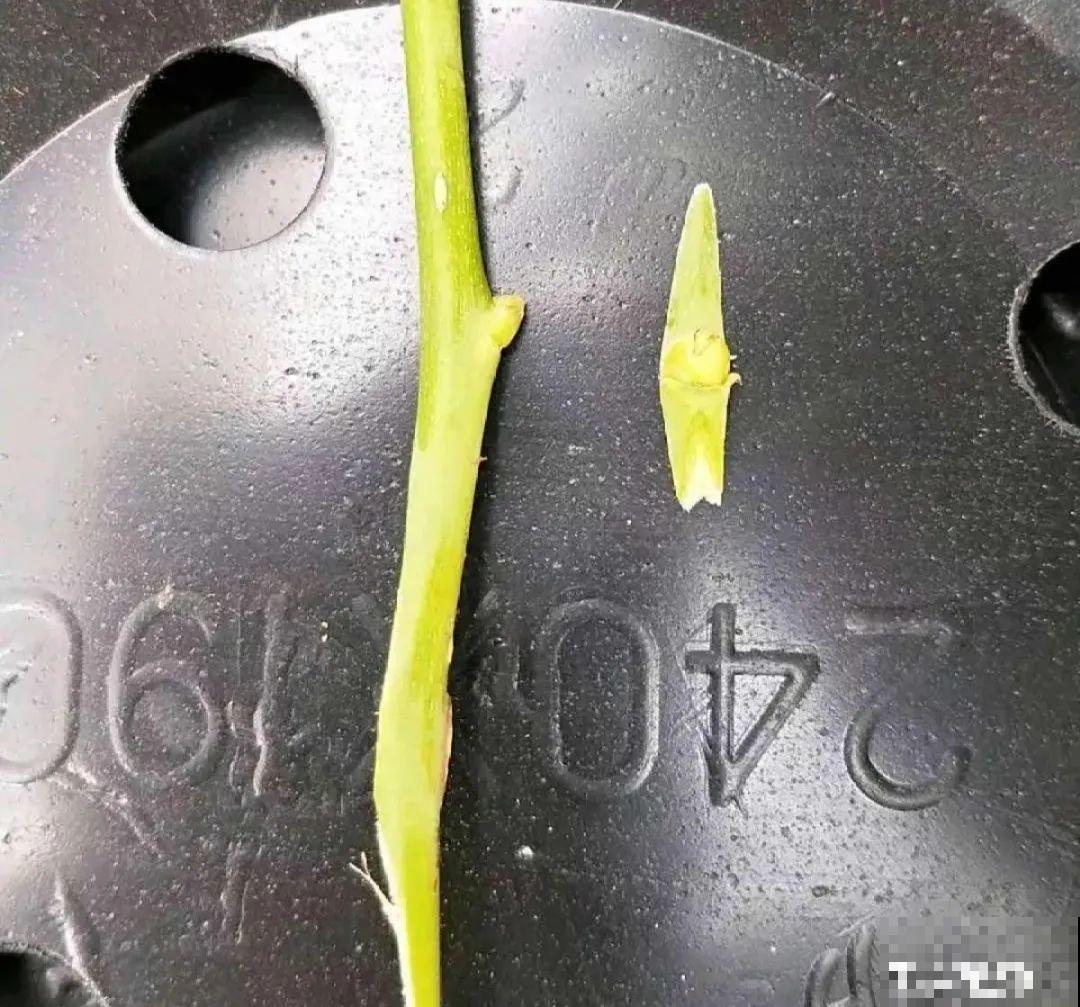 养了30年的玉树,扦插开出9色花,快来沾沾喜气 养了30年的玉树,扦插开出9色花,快来沾沾喜气