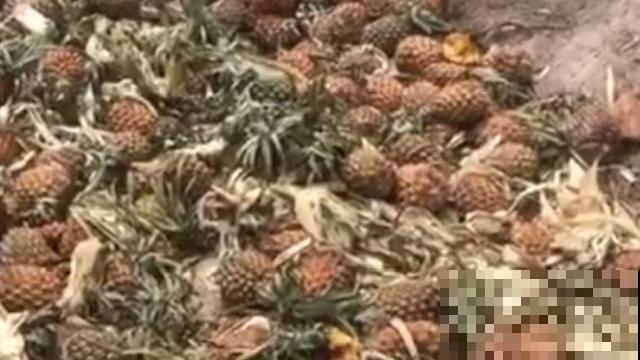 男子追在大象后，捡一筐大象粪，居然是为了养花