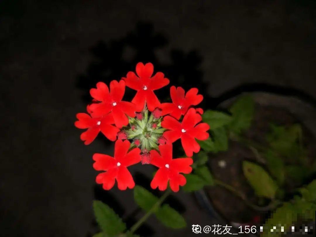 播种时间到,立秋后撒下去,冬春就开花 播种时间到,立秋后撒下去,冬春就开花