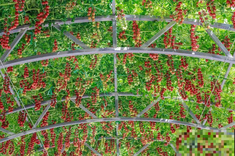 15万块钱的一个蜜瓜，到底有多好吃？