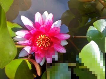 100种常见花,今天终于知道叫什么名了,建议收藏 100种常见花,今天终于知道叫什么名了,建议收藏