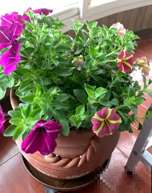 家庭首选矮牵牛，选择多多，每株都不同