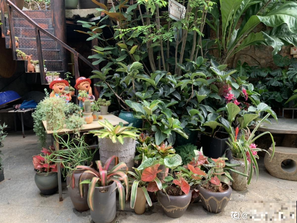 老两口花了一辈子积蓄,买了个郊区别墅养花,住了两年后悔了 老两口花了一辈子积蓄,买了个郊区别墅养花,住了两年后悔了