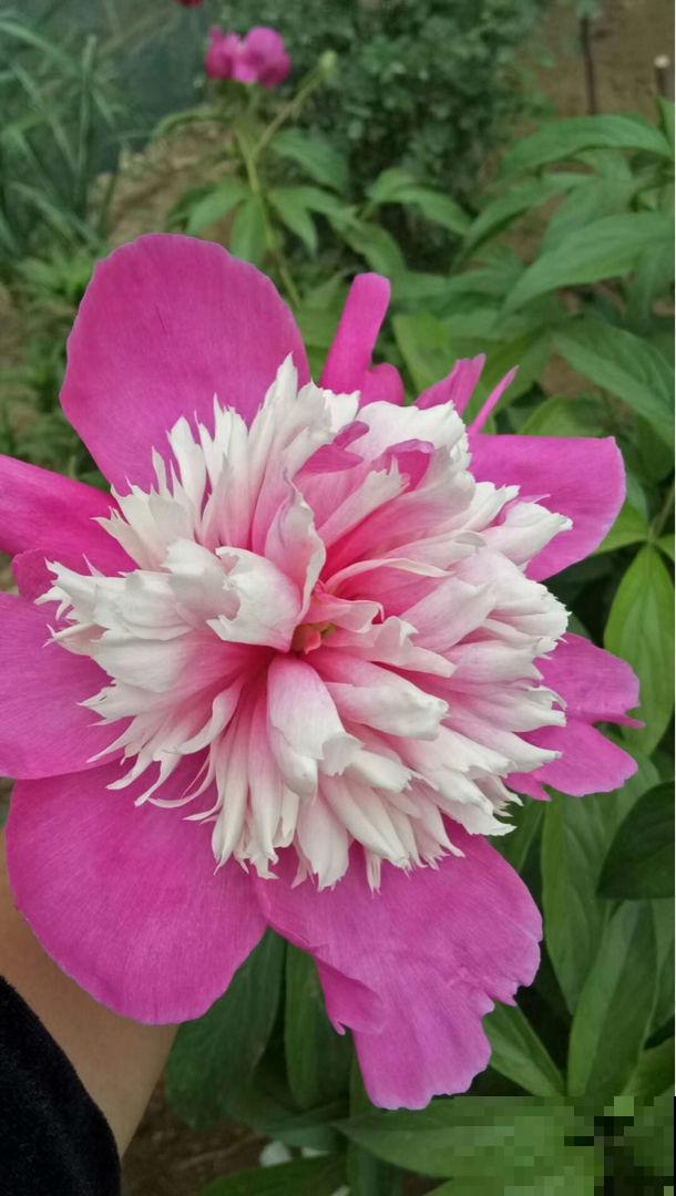 5月在家养株“花神”，开花比牡丹还美，插水里就能活