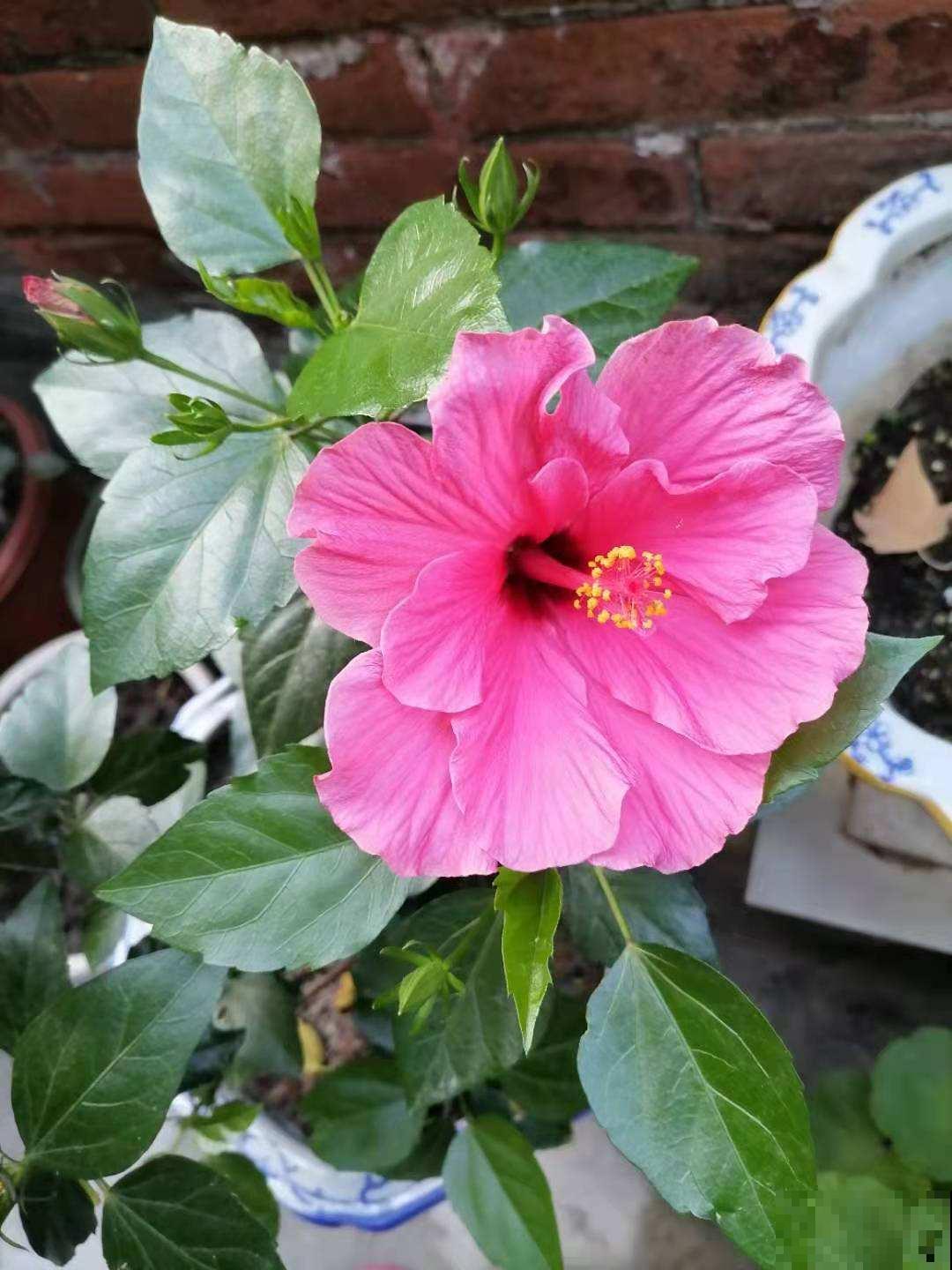 夏天室外养花，不能随心所欲，不然容易烂根又晒伤