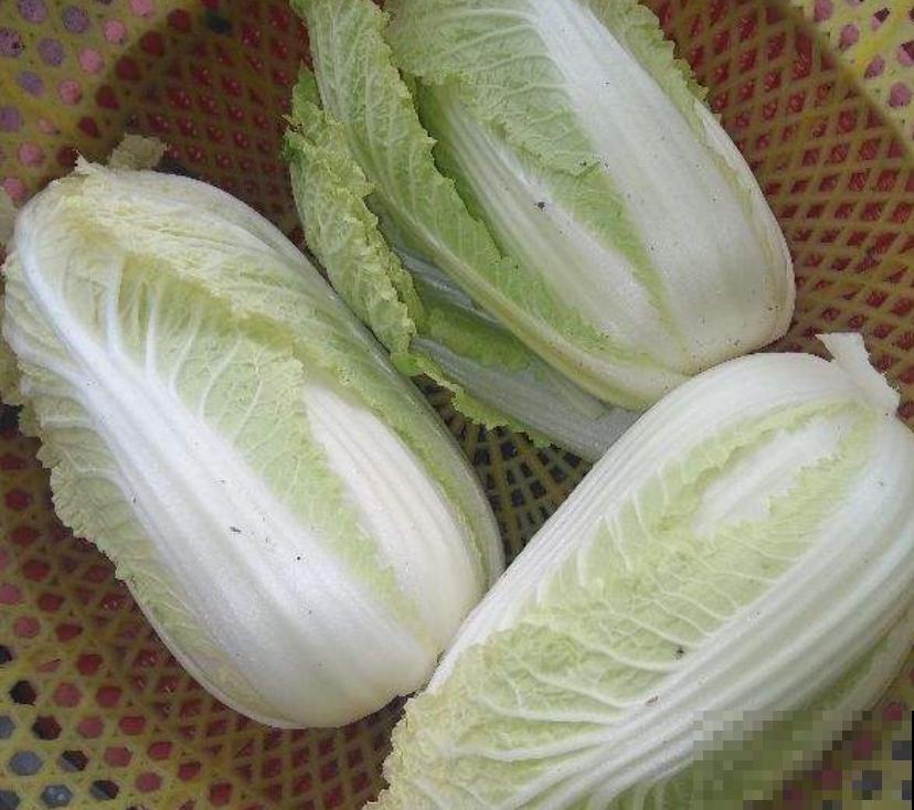 太空育种,究竟是什么神奇育种术? 太空育种,究竟是什么神奇育种术?