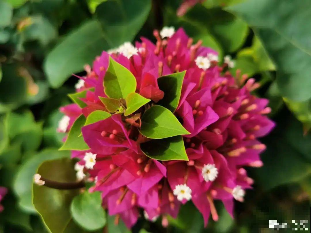 养护三角梅，注意3个养护要点，花期“超长待机”