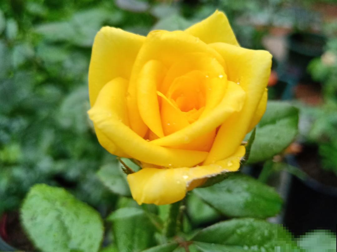 植物搬出门，痛快淋场雨，植物越来越旺