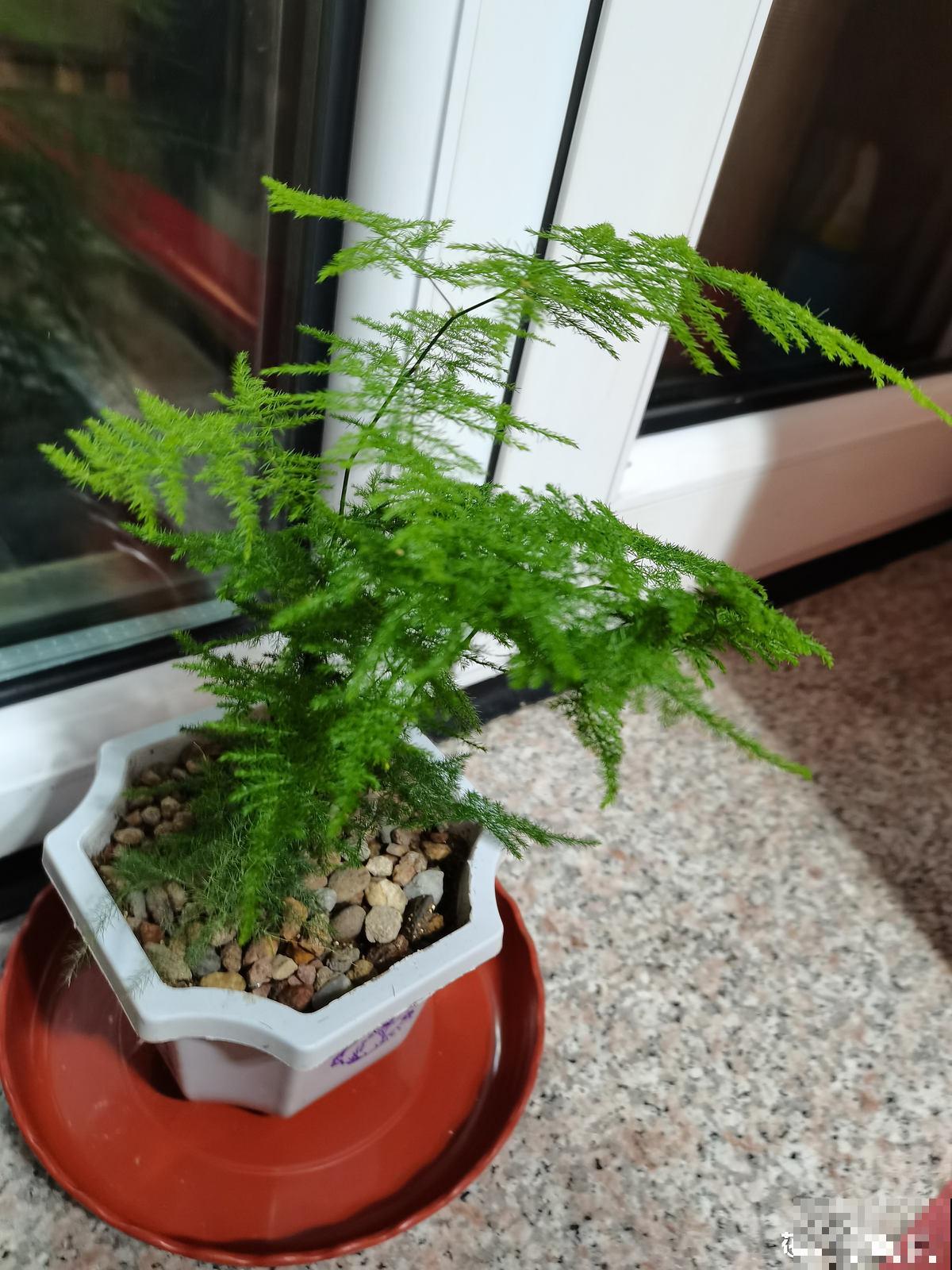 文竹娇嫩像公主，不注意这2点，咋养都得生点病