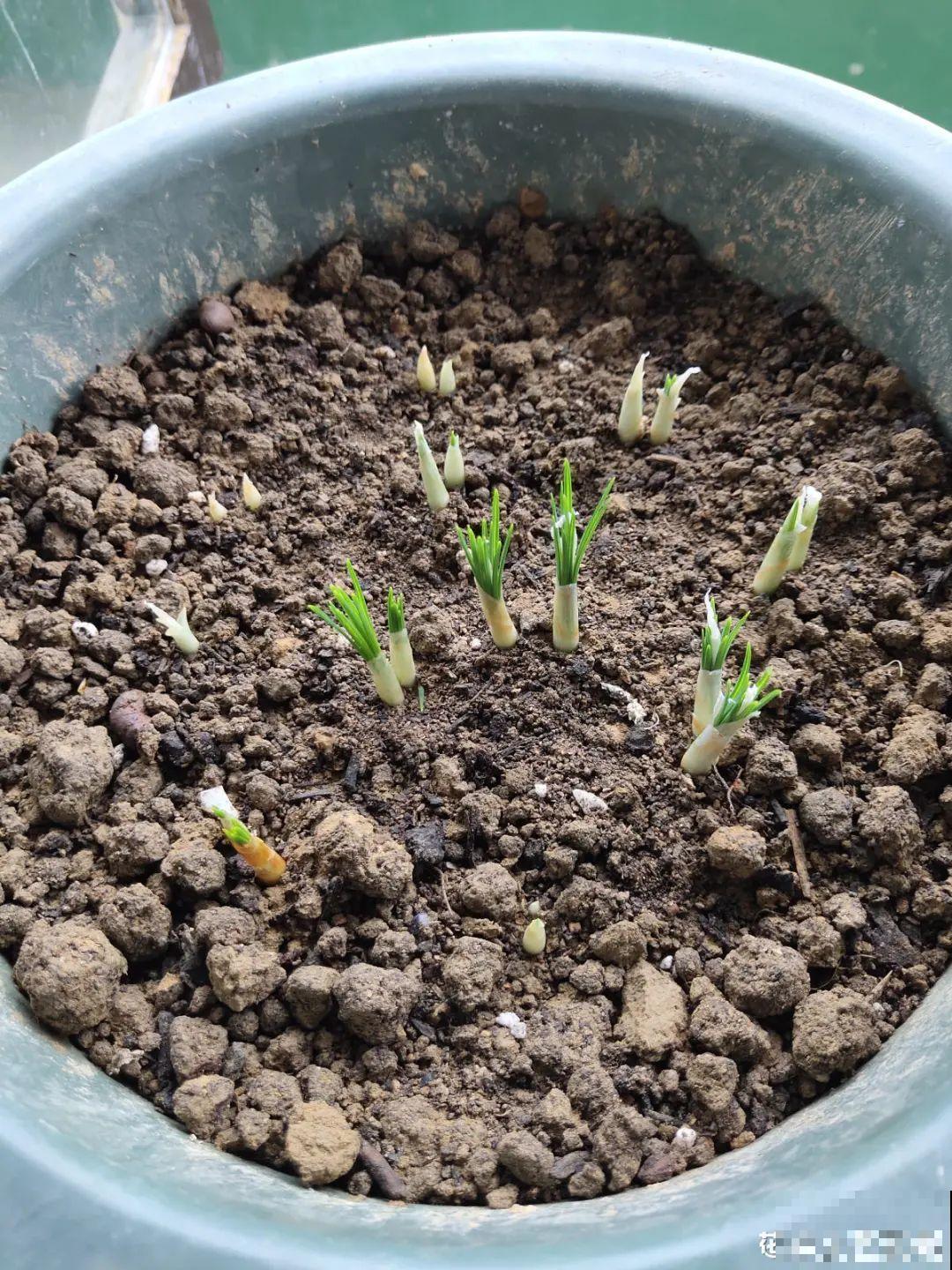 上千块一斤的花,名贵得很,自己在家也能种 上千块一斤的花,名贵得很,自己在家也能种