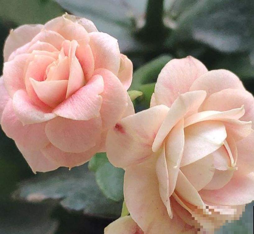 夏天养花，这4个地方不能养，不然植物都死了