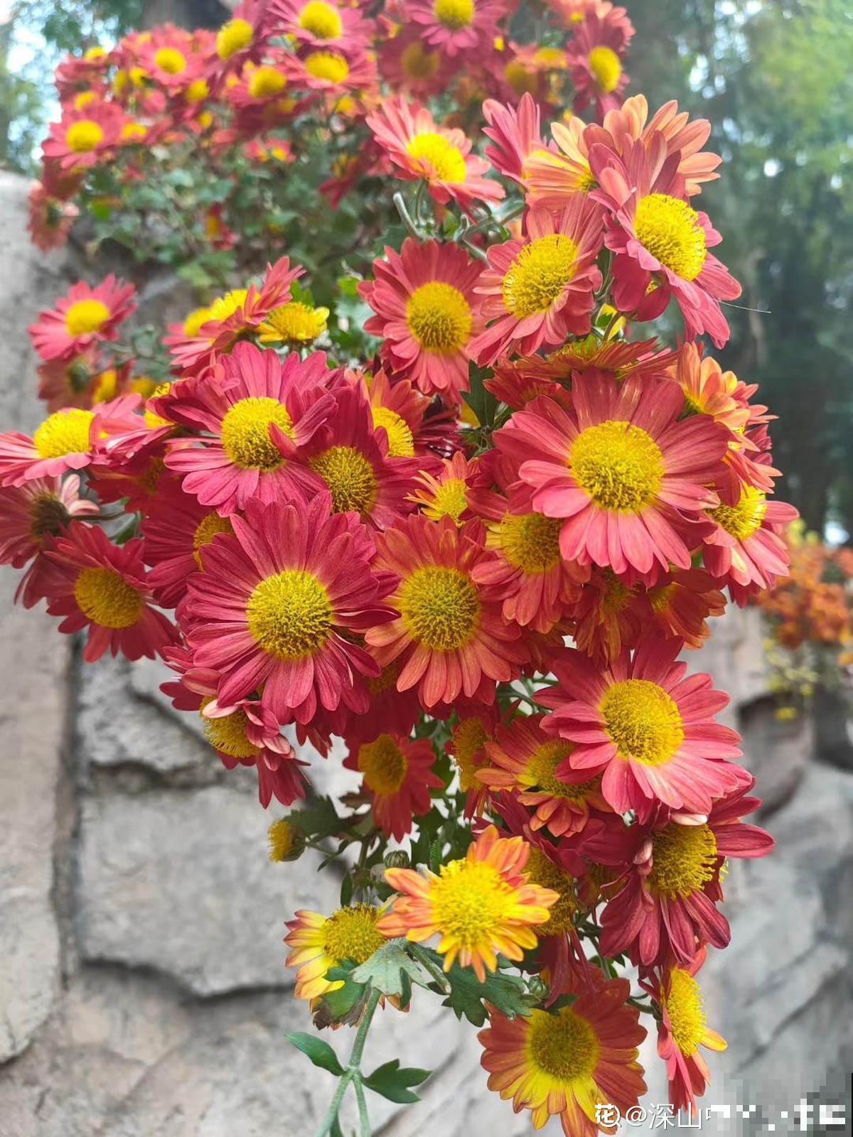 秋菊开花“黄金一片”，这个月养正合适，谁养谁赚便宜