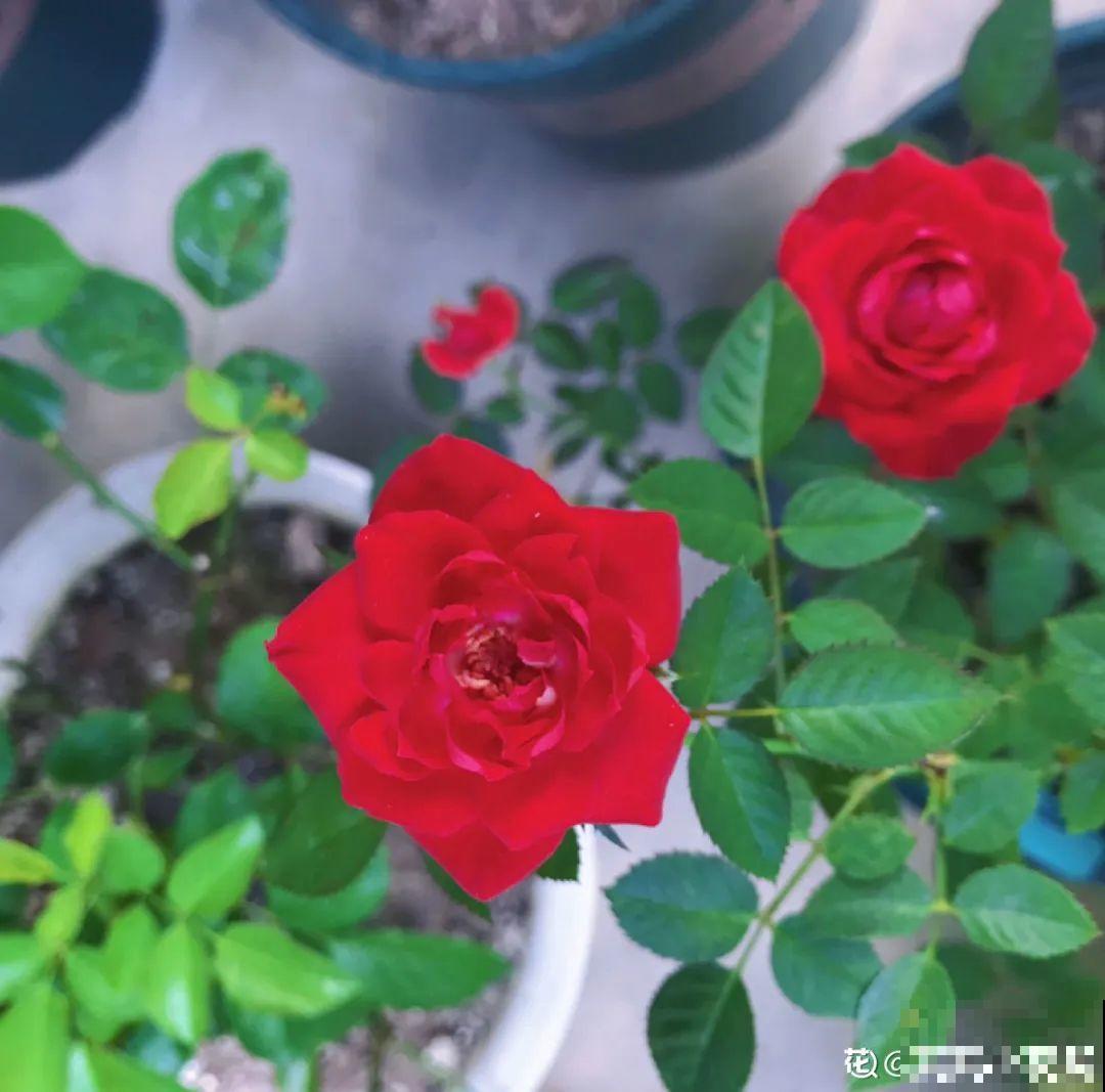 花成了光杆司令，剪一刀撒点药，很快冒新芽