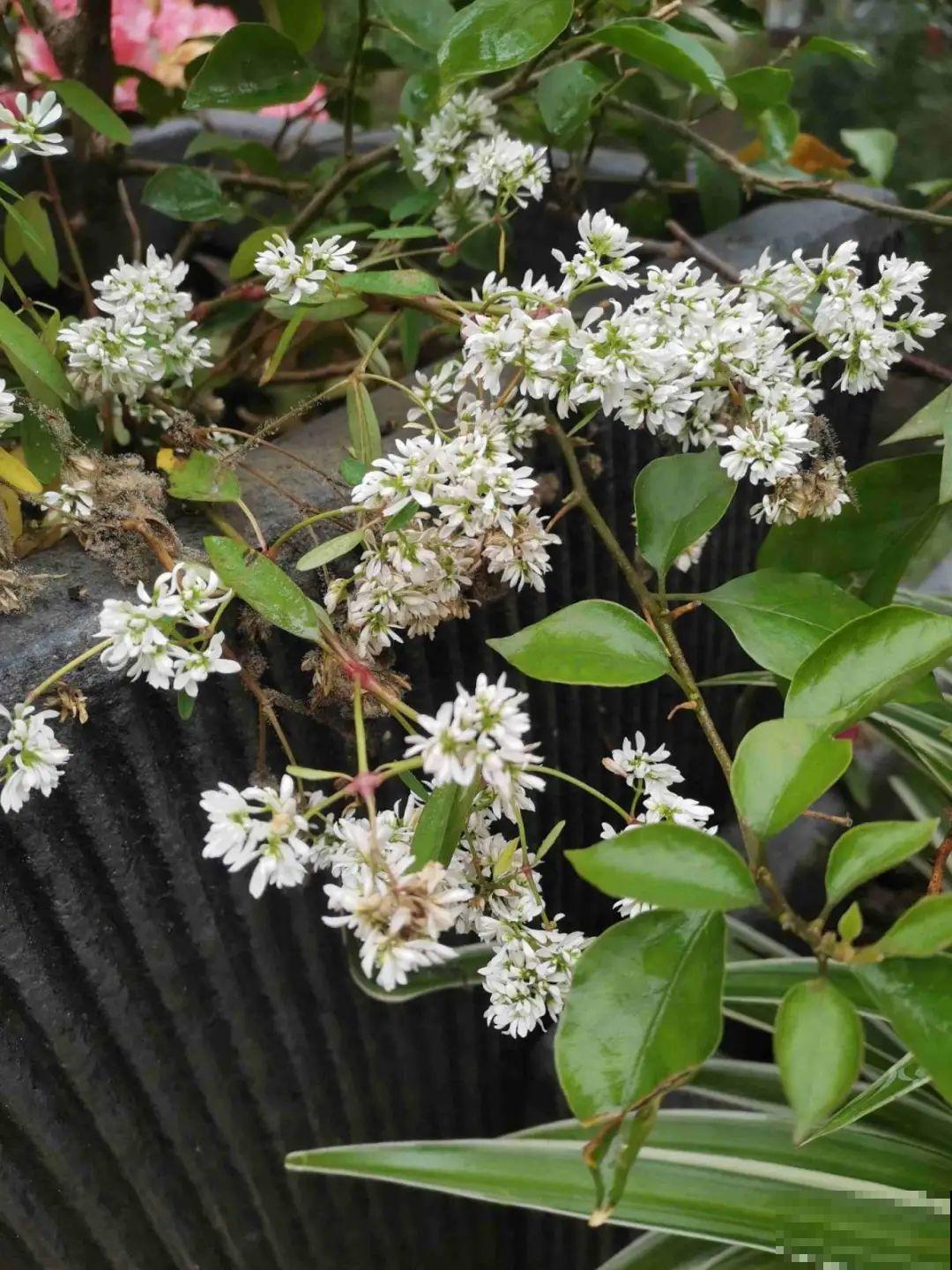 路边野花别乱采，采了有麻烦，再好看也别碰