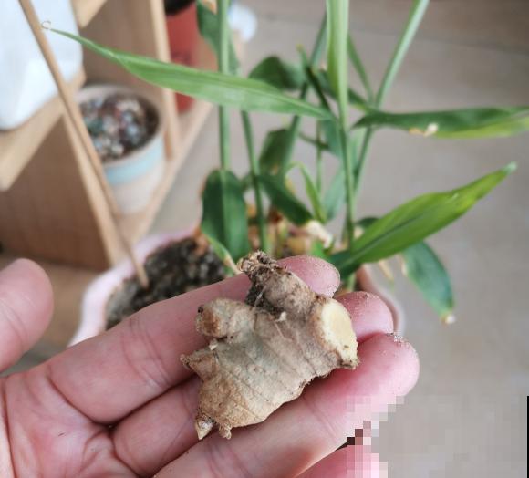 老中医爱养的60种植物，图文并茂特详细，种一盆养人养身心