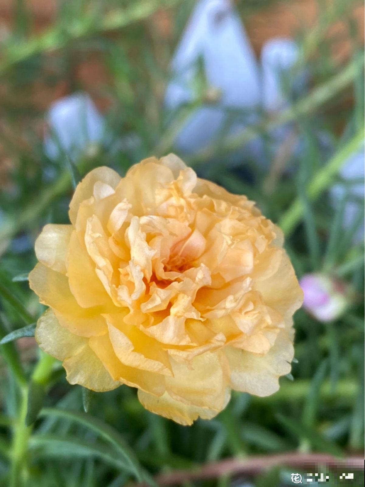 3种花特喜欢太阳，夏天晒晒长得旺，开花多多