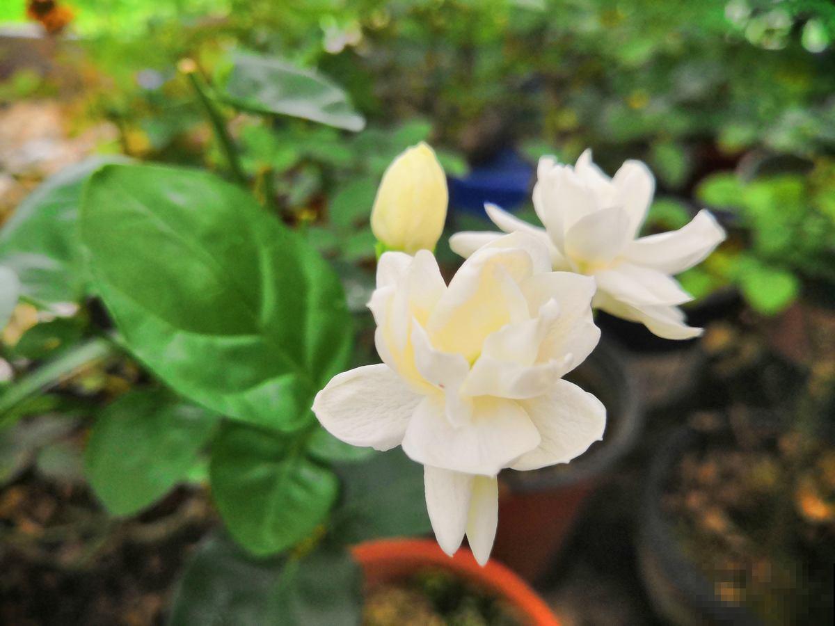 茉莉黄叶落叶怎么办？教你轻松养茉莉，重新繁茂