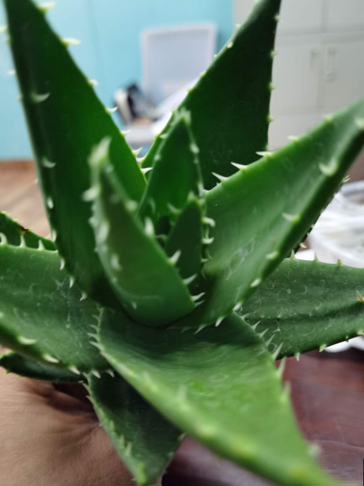 家中空气不清新？养这5种植物，清香怡人