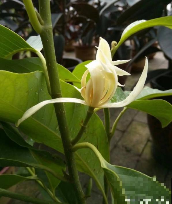 4种花真败好感，“毛病”太多，爱不起来