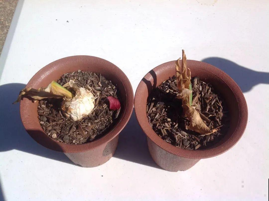 土里种个“洋葱球”，开出美艳花，香味飘满屋