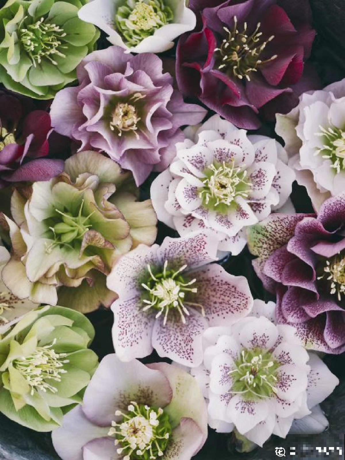 4种“黑色”植物,养起来得劲,却差点被妈妈扔掉 4种“黑色”植物,养起来得劲,却差点被妈妈扔掉