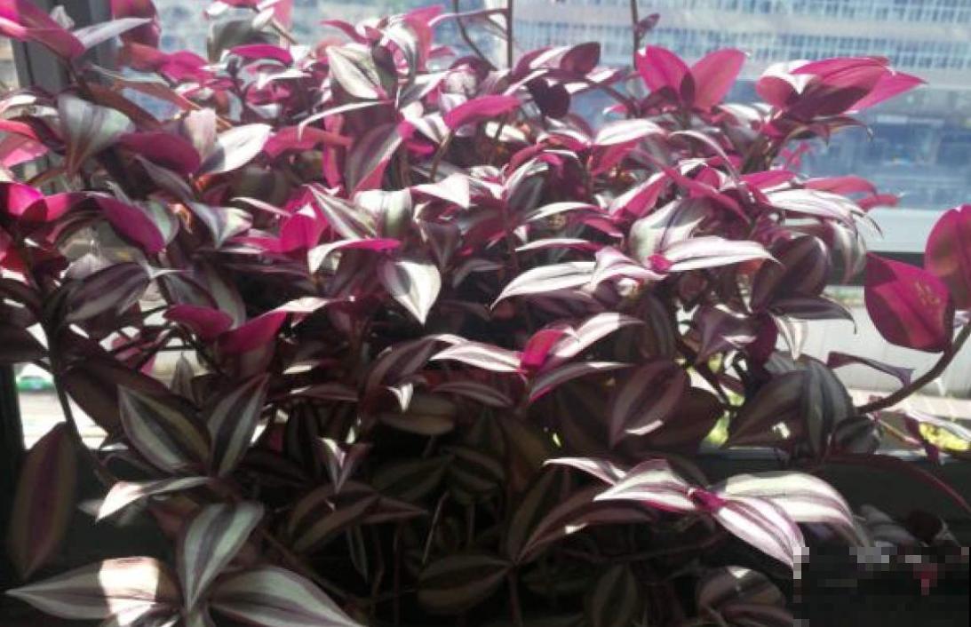 紫竹梅的5个种植关键点,你都知道吗? 紫竹梅的5个种植关键点,你都知道吗?