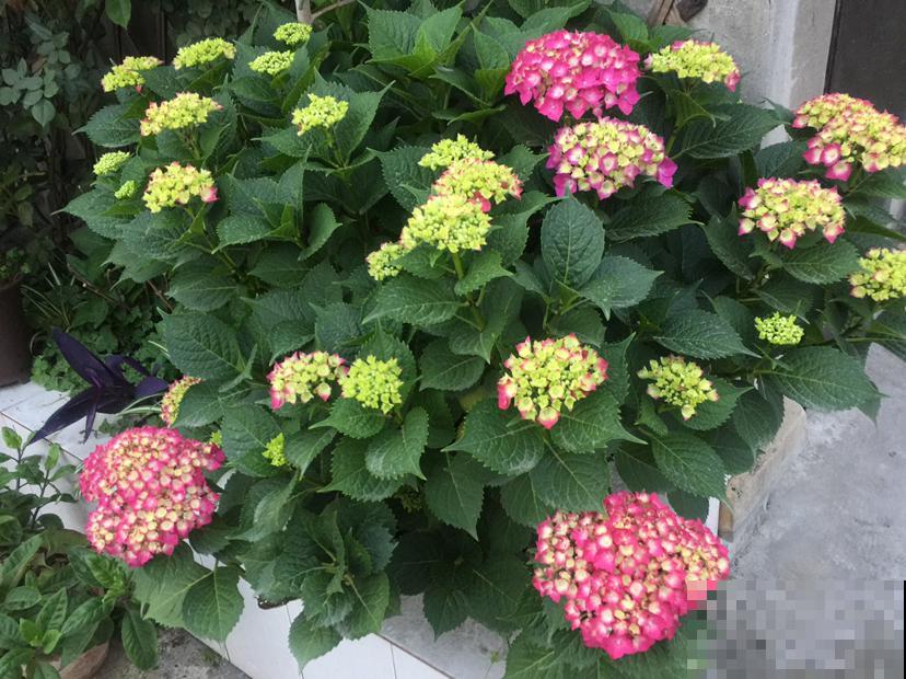 养绣球花不注意方法,难怪你的绣球花不爆盆! 养绣球花不注意方法,难怪你的绣球花不爆盆!