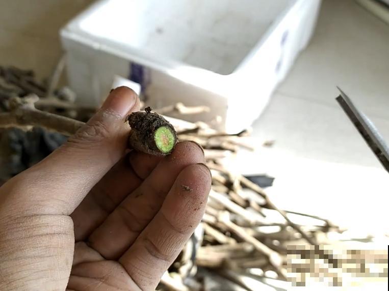 立秋后，7种花要扦插，满盆开花结果子