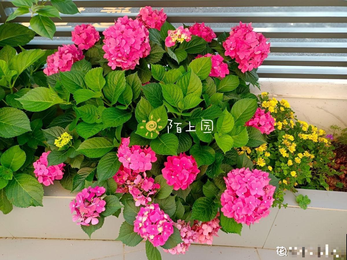 怀孕辣妈超爱养花，亲力亲为建花园，现在人人都羡慕