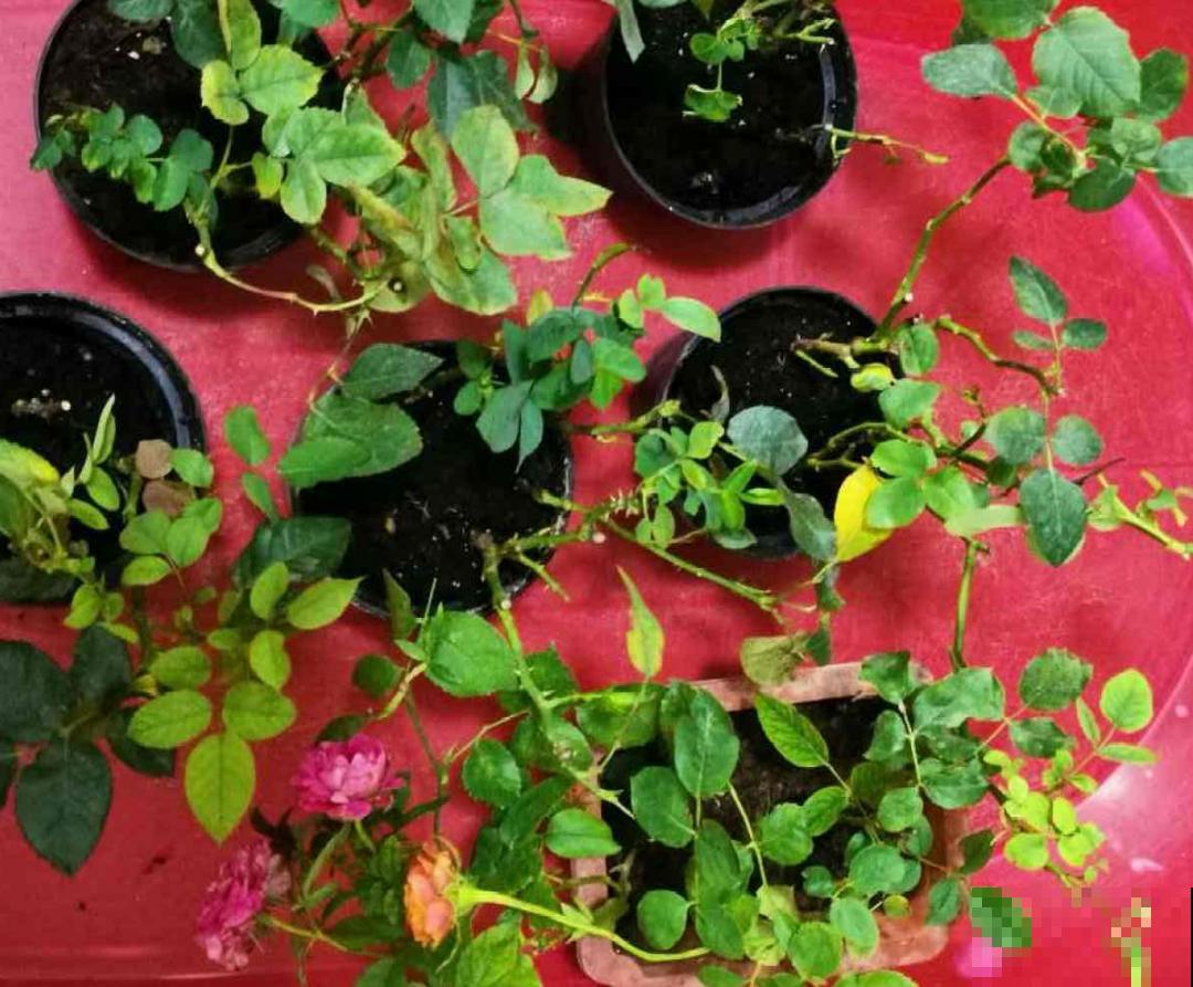 10种花并不是一次性,掌握养护要点,还能复花 10种花并不是一次性,掌握养护要点,还能复花