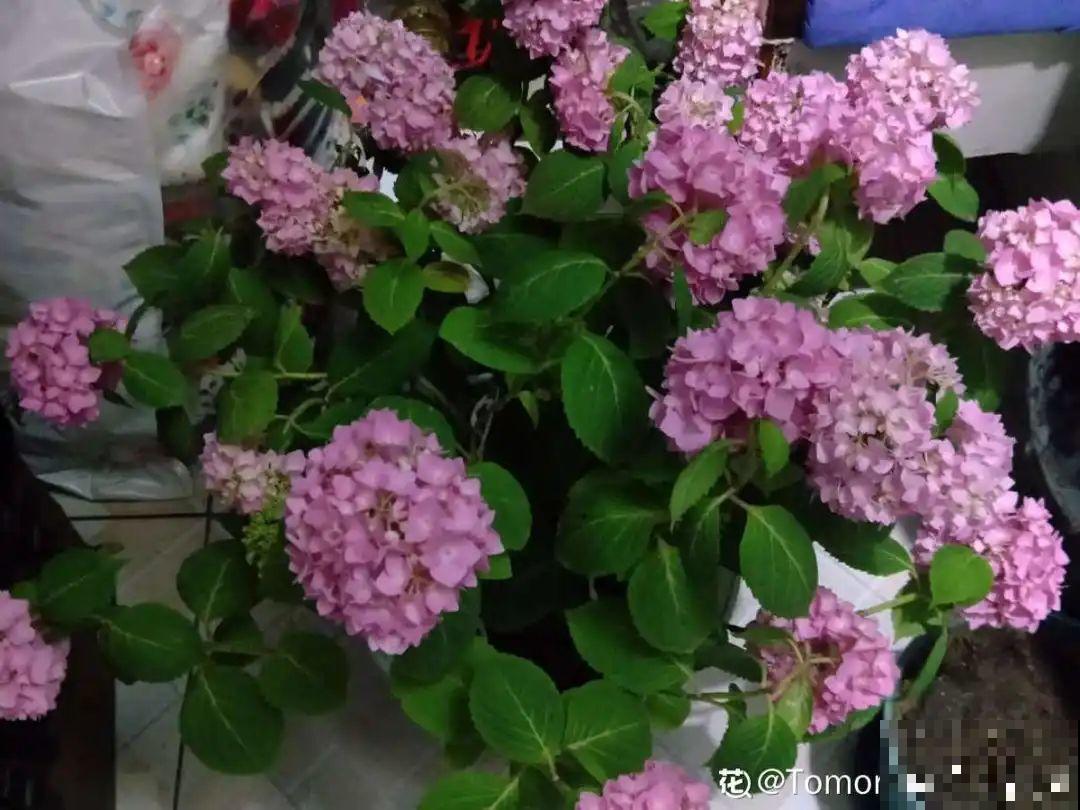 10种花，一天不见水就萎缩，狂补水就对了！