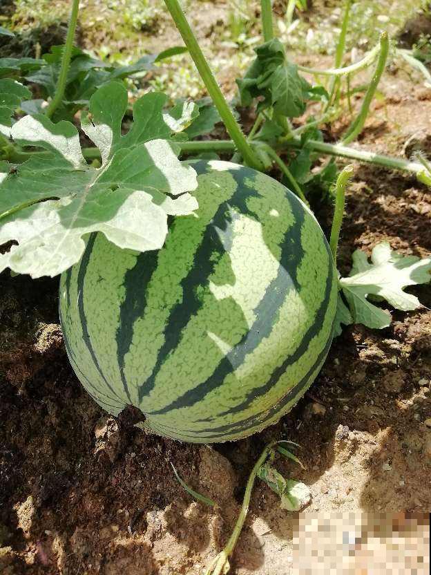 买西瓜还只会敲？用这3种方法，挑走全场最甜西瓜