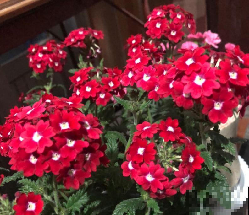 8月逛花市，看到3种花直接买回家，多晒太阳很快爆盆