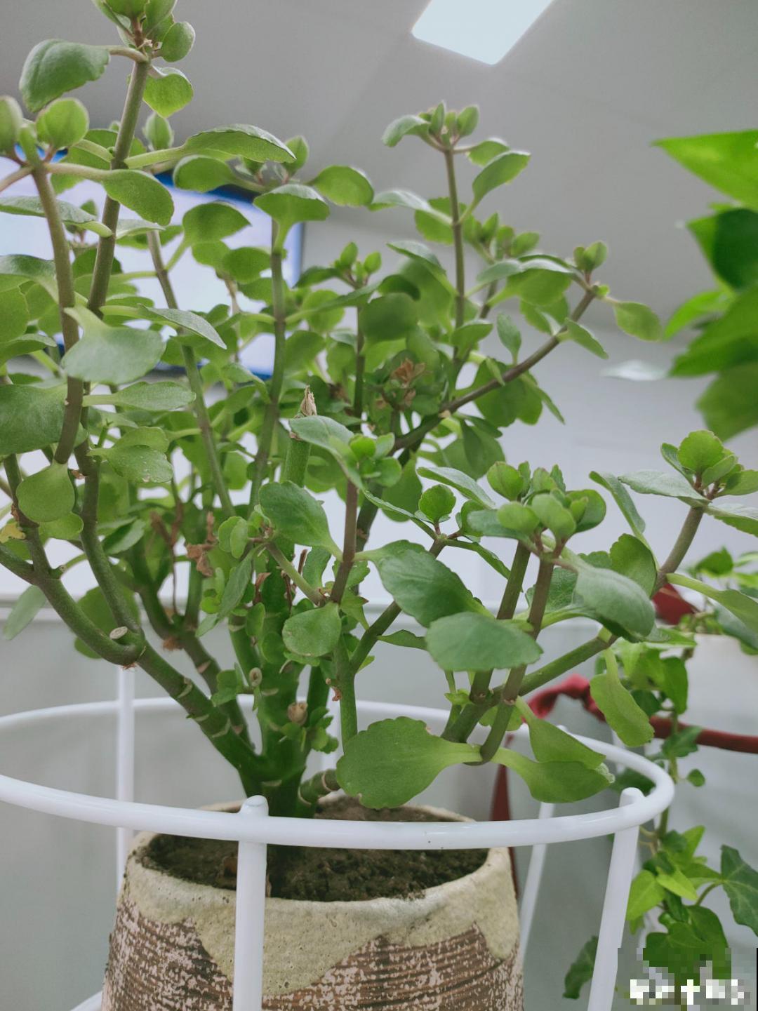 茉莉一长高就剪，别舍不得， 剪对了能快速复花