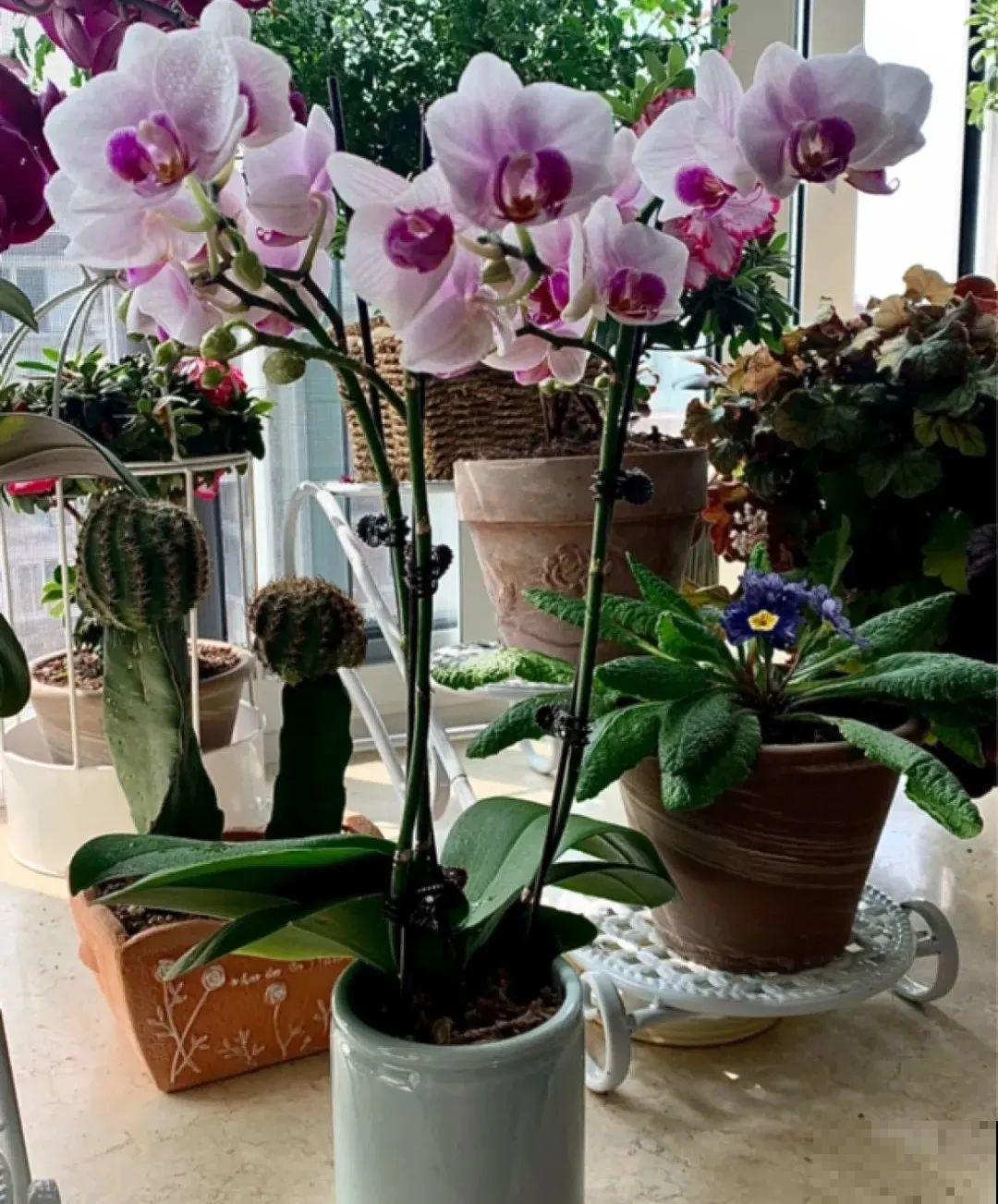 8种花夏天不能买,买回来就死,白浪费钱 8种花夏天不能买,买回来就死,白浪费钱