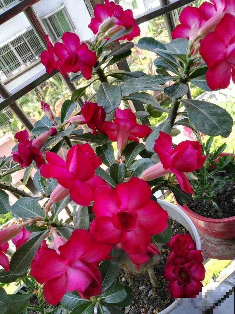 8月逛花市，看到3种花直接买回家，多晒太阳很快爆盆