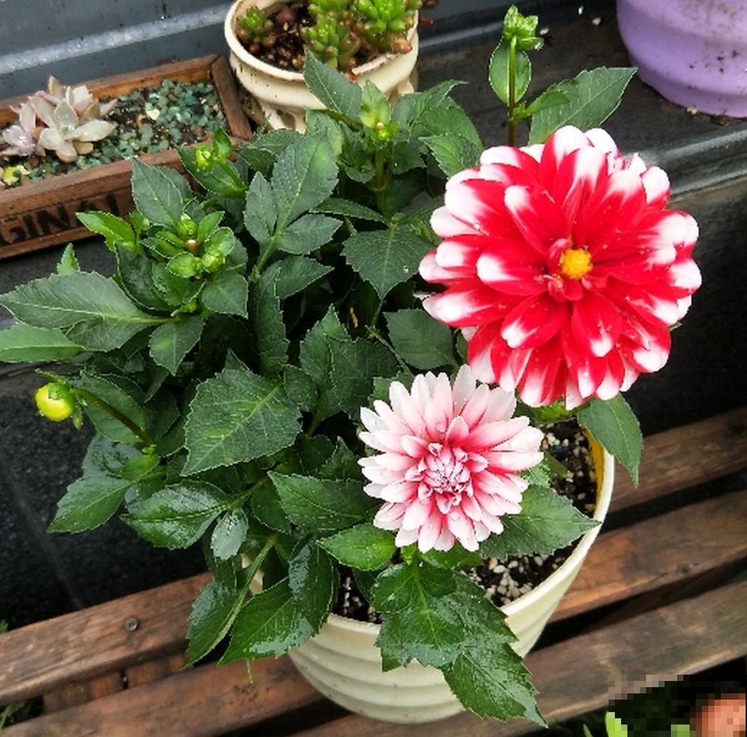 10种花并不是一次性,掌握养护要点,还能复花 10种花并不是一次性,掌握养护要点,还能复花