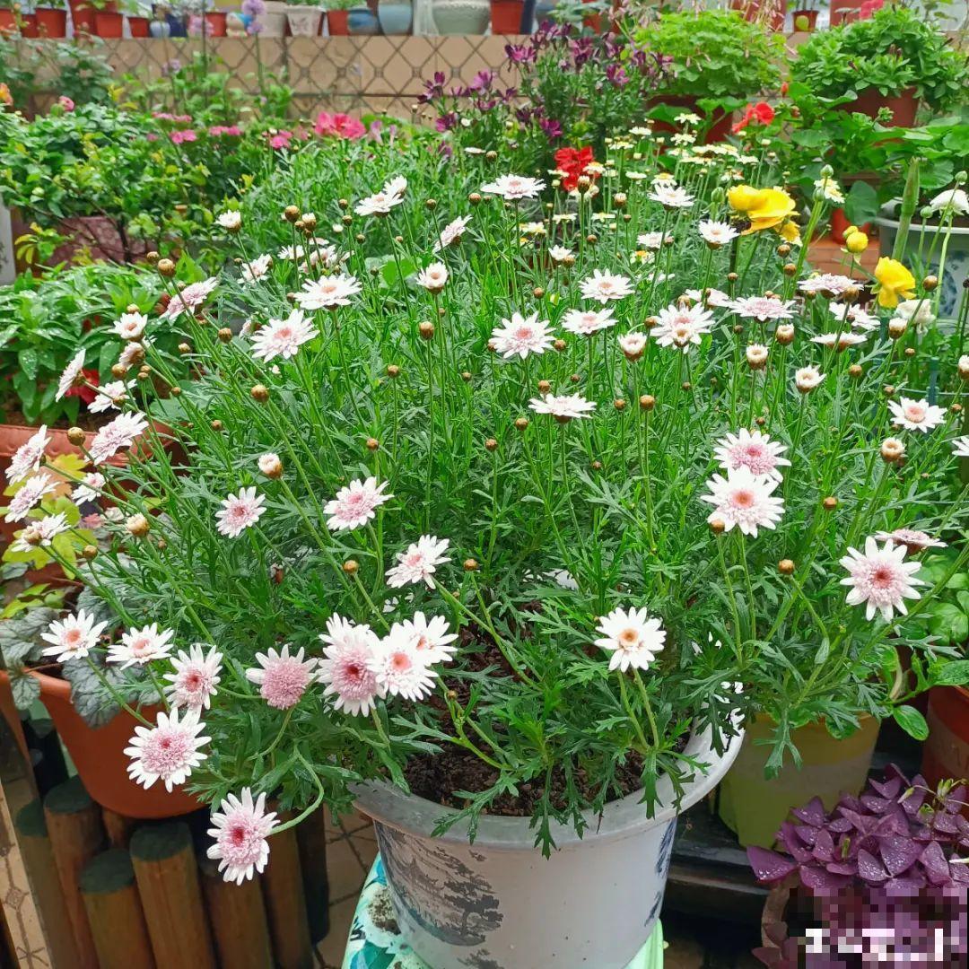 天热要修剪的花，不剪死得快，活不过夏天