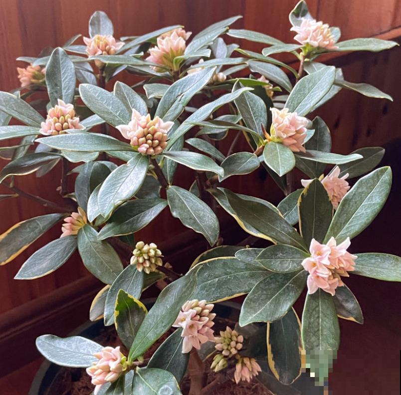 金边瑞香的头号杀手,一旦中招,无力回天! 金边瑞香的头号杀手,一旦中招,无力回天!