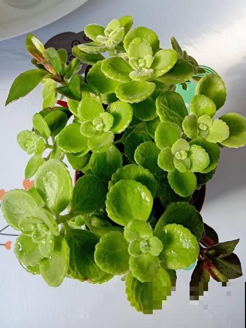 10块钱就能买到的花,放在屋里花香四溢,性价比特别高 10块钱就能买到的花,放在屋里花香四溢,性价比特别高